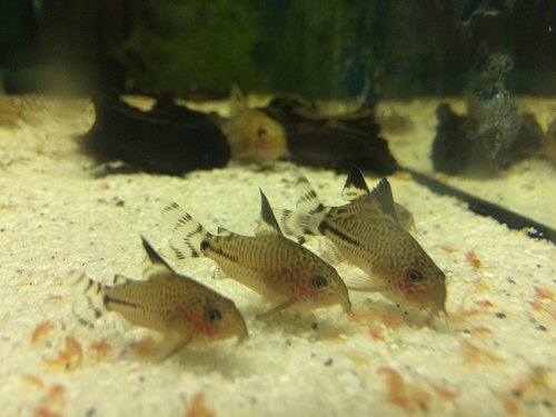 Corydoras sp. (CW062) = juveniles