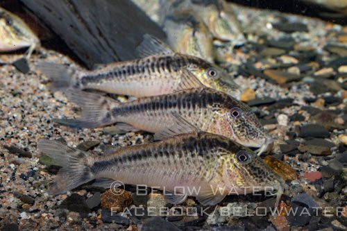 Corydoras sp. (CW073)