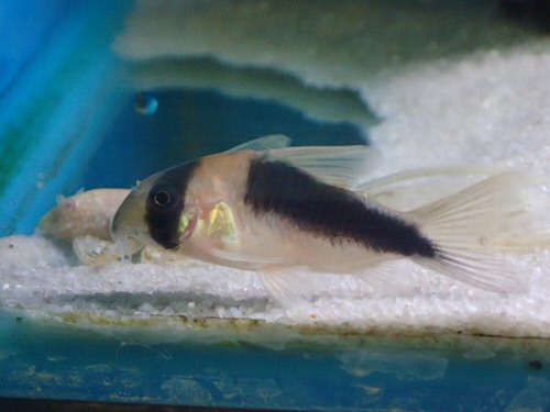 Corydoras sp. (CW107)