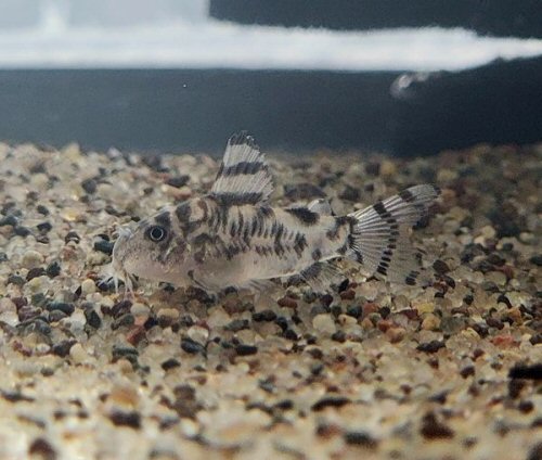 Corydoras sp. (CW111)