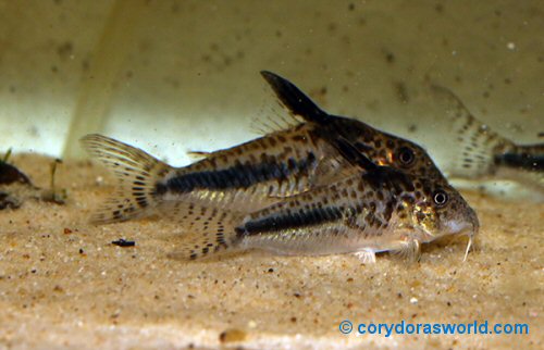 Corydoras sp. (CW143) = pair male to front