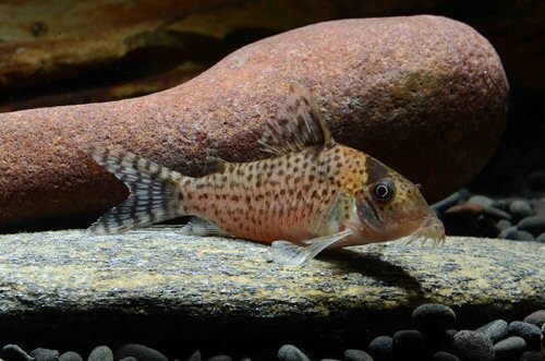 Corydoras sp. (CW182)