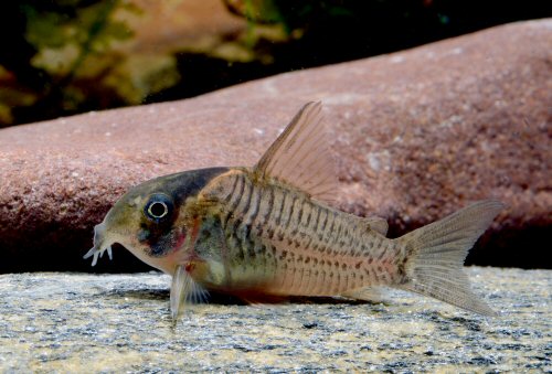 Corydoras sp. (CW196)