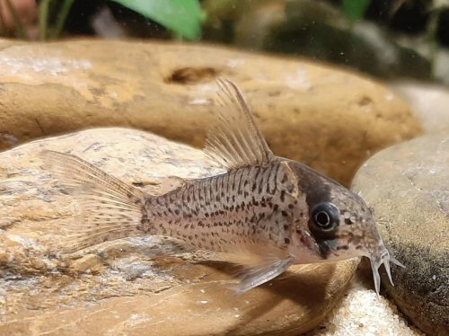 Corydoras sp. (CW196)