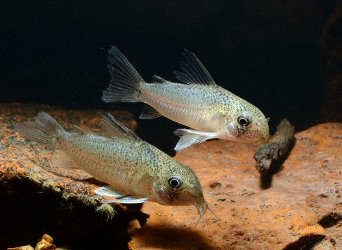 Corydoras sp. (CW200)