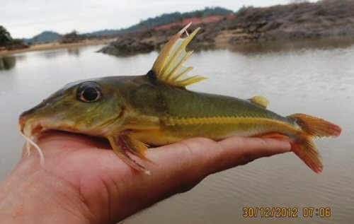 Doras higuchii = Brazil, Rio Xingu, Pará