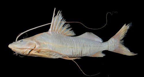 Duopalatinus peruanus = Manuripi River, Puerto Cárdenas, Orthon sub-basin, Amazon Basin