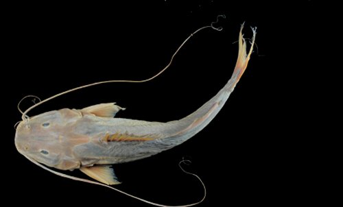 Duopalatinus peruanus = Dorsal view-Manuripi River, Puerto Cárdenas, Orthon sub-basin, Amazon Basin