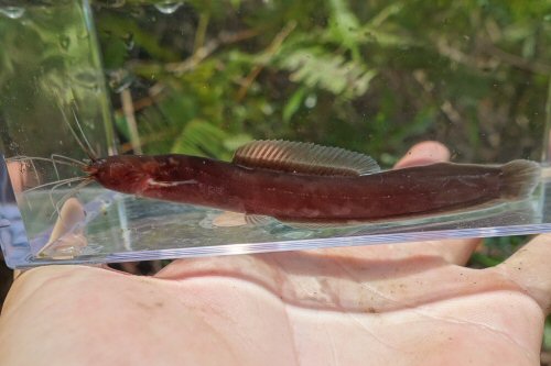 Encheloclarias kelioides