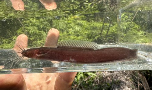 Encheloclarias kelioides