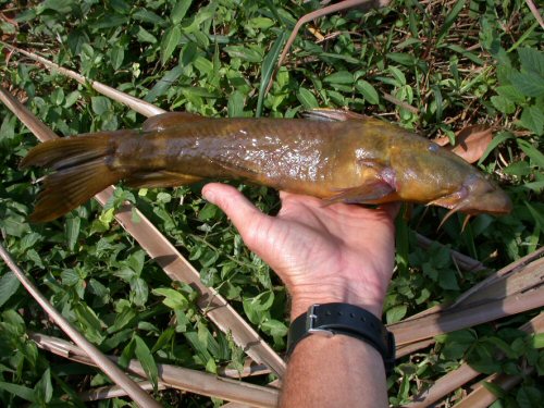 Euchilichthys royauxi = Collected in Central African Republic