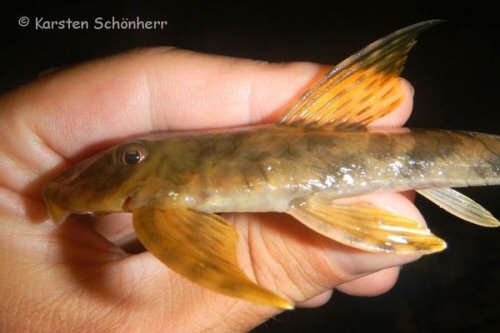 Harttia surinamensis = head view-Boven Suriname, Suriname