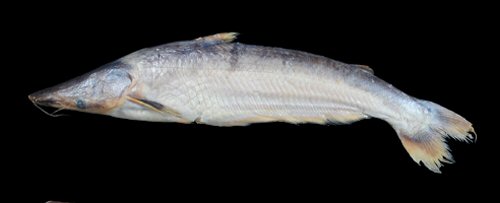 Hypophthalmus celiae = Beni River, Cachuela Esperanza, B-MD-O sub-basin, Amazon Basin