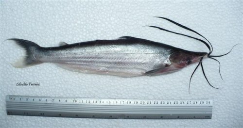 Hypophthalmus fimbriatus = Santarem, Para