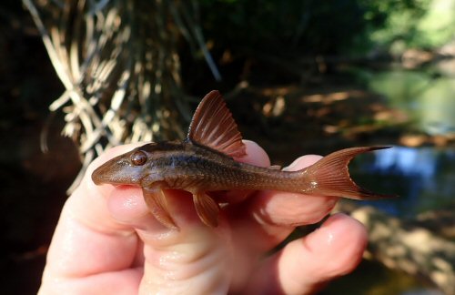 Hypostomus basilisko