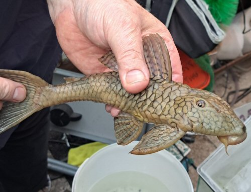 Hypostomus faveolus