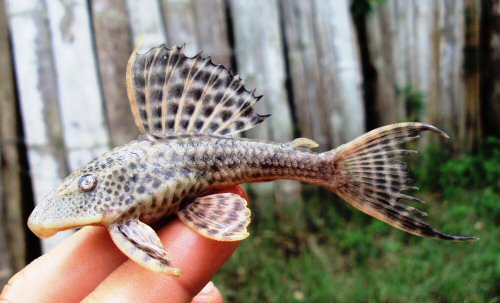 Hypostomus hondae