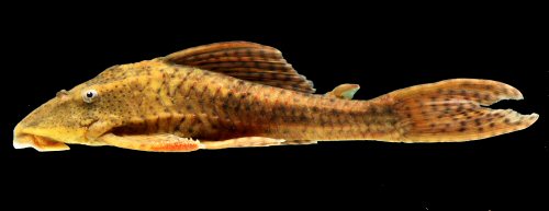 Hypostomus khimaera = Ribeirão Pedro Gomes, Rio Piquiri basin