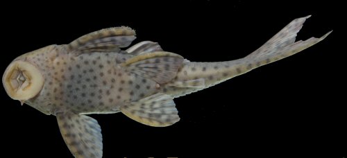 Hypostomus khimaera = Ventral view-one of the colour pattern's of the ventral surface