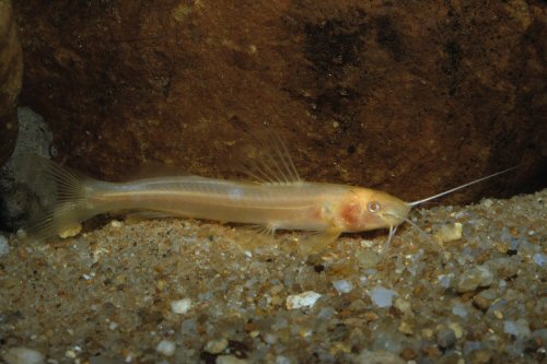 Imparfinis mirini = adult albino