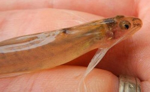 Imparfinis nemacheir = Head & pectoral fin view-Maynas Province, Peru