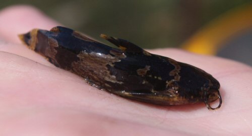 Microglanis carlae = Aguas Blancas Region, Lavalleja, Uruguay