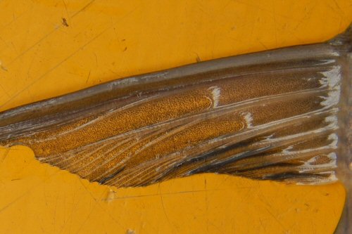 Mystus bocourti = view of dorsal fin