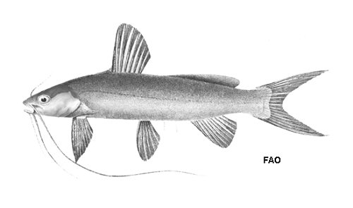 Mystus nigriceps = line drawing