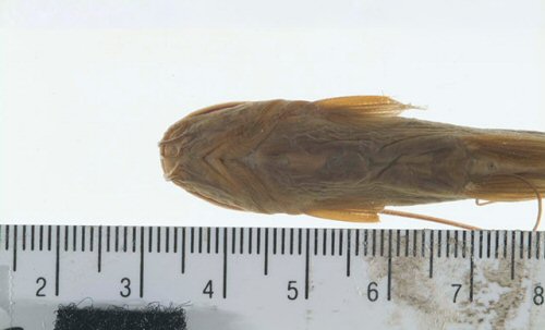 Mystus nigriceps = ventral view