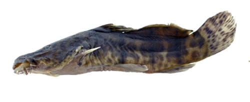 Parauchenoglanis stiassnyae = holotype