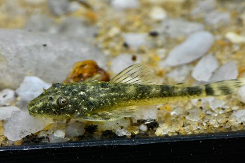 Parotocinclus cesarpintoi