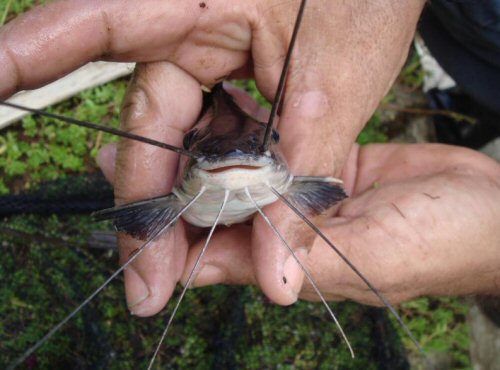 Pimelodus argenteus = Head & mouth view