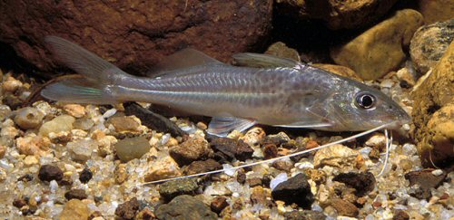 Pimelodus microstoma = Brazil, Rio Mogi-Guaçu, Pirassununga, São Paulo