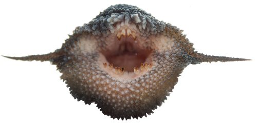 Pseudacanthicus nyktos = Ventral view of mouth and barbels