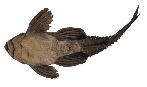 Pseudacanthicus nyktos = ventral view