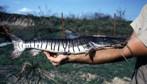 Pseudoplatystoma orinocoense = Cano Maporal near UNELLEZ module, Apure, Venezuela