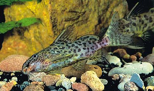 Synodontis dorsomaculatus