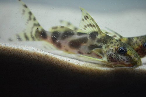 Synodontis nummifer