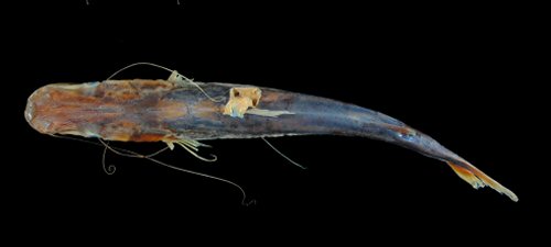 Sorubim maniradii = Dorsal view-holotype-El Mentiroso Lagoon, Beni sub-basin, Amazon Basin 