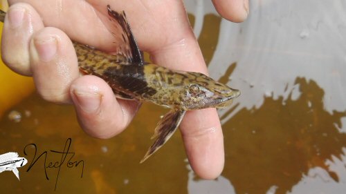 Sturisomatichthys tamanae = Rio San Juan, western Colombia