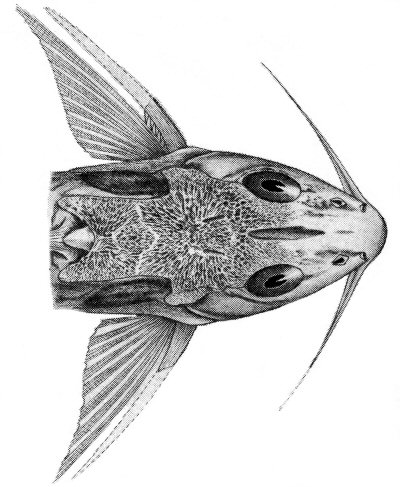 Synodontis macrophthalmus - dorsal  head view