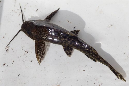 Synodontis macrostoma = Dorsal view-Ngamiland West, North-West, Botswana