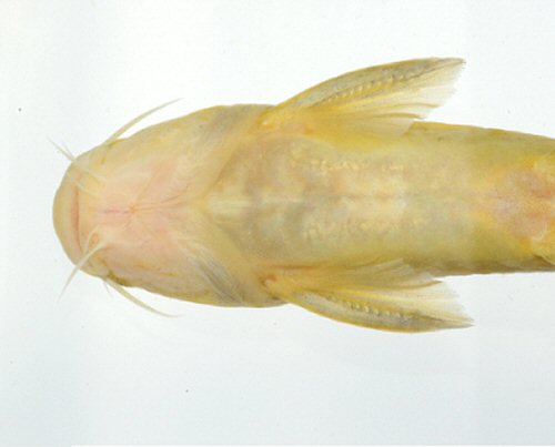 Tachysurus flumendraco = Holotype-Ventral head view-Wu river basin, Nantou County, Taiwan