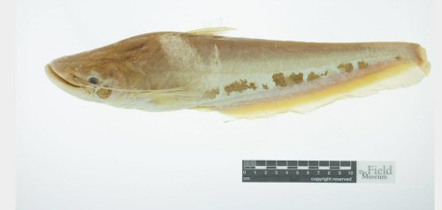 Wallagonia maculatus = holotype